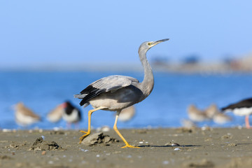 White-faced heron in Australasia