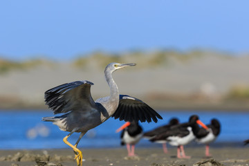 White-faced heron in Australasia