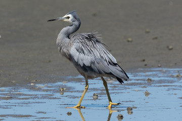 White-faced heron in Australasia