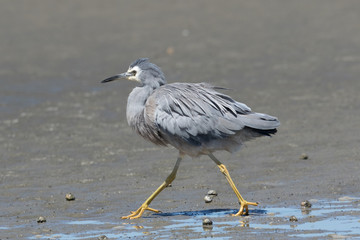 White-faced heron in Australasia