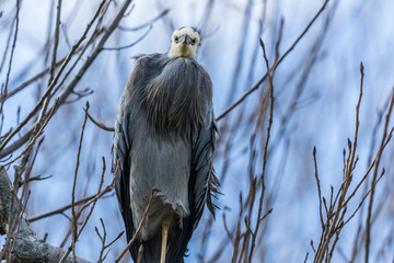 White-faced heron in Australasia
