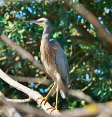 White-faced heron in Australasia