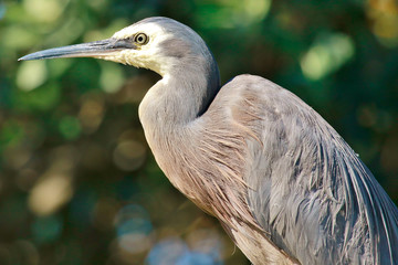 White-faced heron in Australasia
