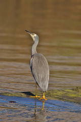 White-faced heron in Australasia