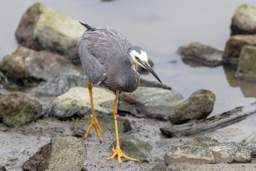 White-faced heron in Australasia