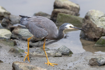 White-faced heron in Australasia