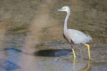 White-faced heron in Australasia
