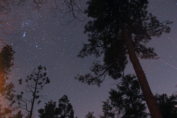 Forest night sky and stars