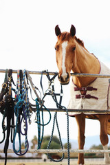 Horse with reins by gate
