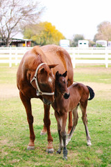 mom and baby horse