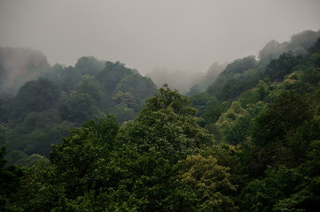 Breathtaking landscape of the green trees forest covered by the fog
