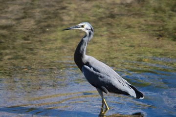 White-faced heron in Australasia