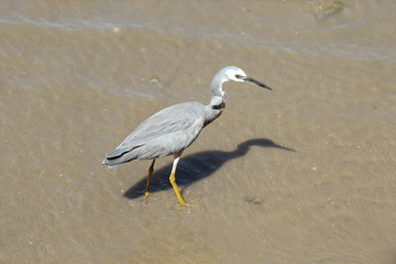 White-faced heron in Australasia