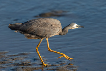 White-faced heron in Australasia