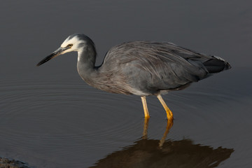 White-faced heron in Australasia