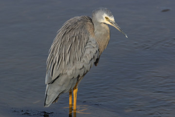 White-faced heron in Australasia