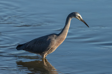 White-faced heron in Australasia