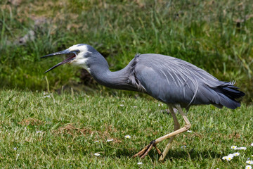 White faced heron in Australasia
