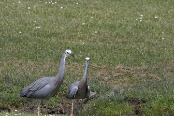 White faced heron in Australasia