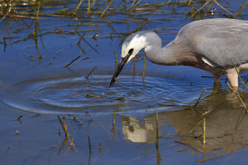 White faced heron in Australasia