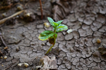 Green Mint Plant Growing from cracked land