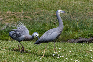 White faced heron in Australasia
