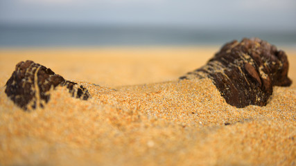 Sand on timber on tropical beach background, selective focus