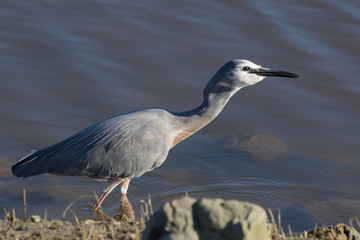 White faced heron in Australasia