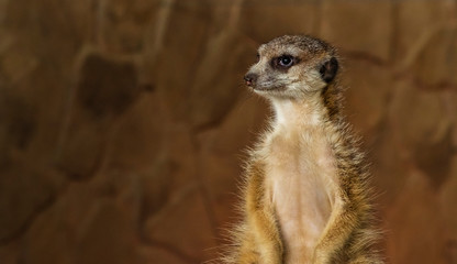 Cute meerkat posing on wall background