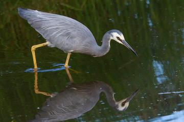 White faced heron in Australasia