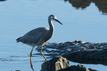 White faced heron in Australasia