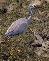 White faced heron in Australasia