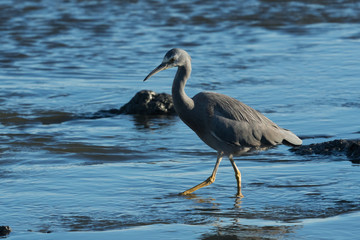 White faced heron in Australasia