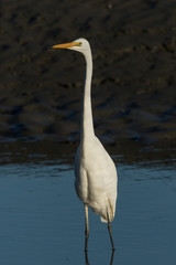 White Heron / Great Egret in Australasia