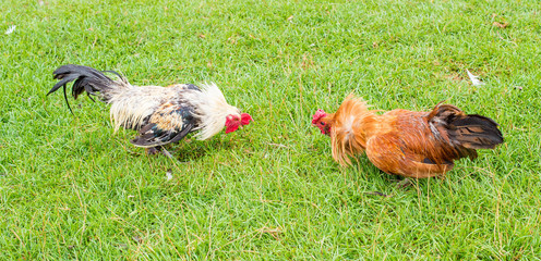 two cocks preparing to fight