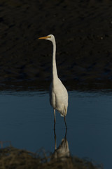 White Heron / Great Egret in Australasia
