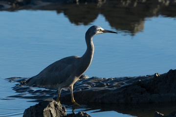 White faced heron in Australasia