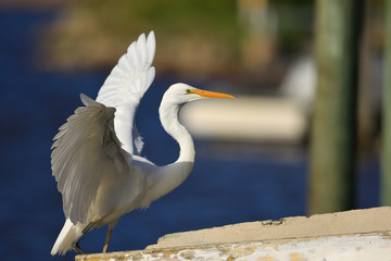 White Heron / Great Egret in Australasia