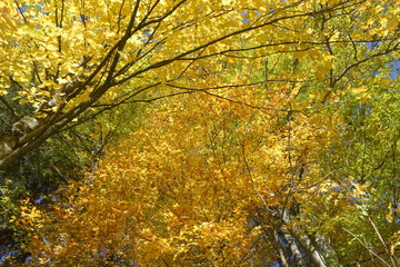 Herbstwald in Gold