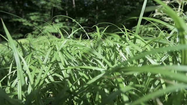 Camera moving through green grass. 