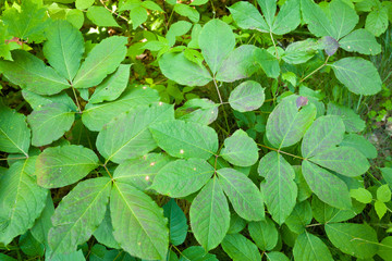 Fototapeta na wymiar Wild Sarsaparilla Aralia nudicaulis green leaves