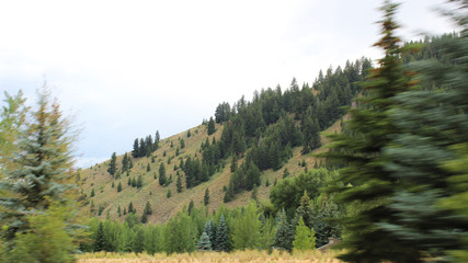 Trees on Mountain
