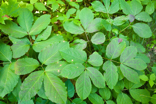 Wild Sarsaparilla Aralia nudicaulis green leaves