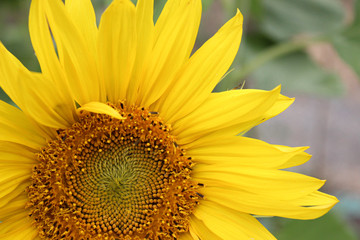 cropped yellow sunflower