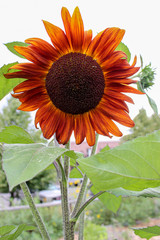 orange sunflower growing