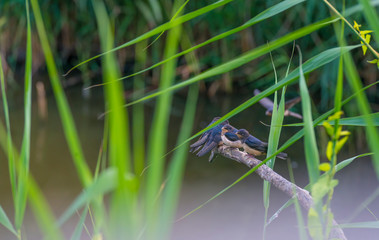 Swallows along the edge of a lake with reed in summer