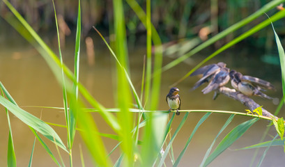 Swallows along the edge of a lake with reed in summer