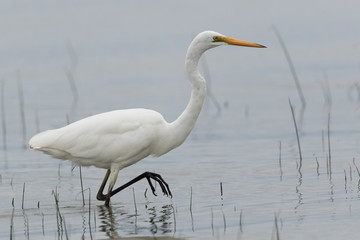Obraz premium White Heron in Australasia