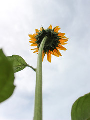 growing sunflower from behind stem and leaves