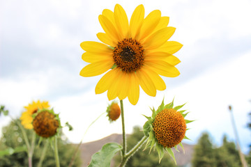 yellow blooming flower